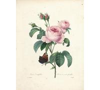ARTXLXXBN Célèbre Art Mural Toile Impression Toile Rose à cent feuilles par Pierre Redouté Images Abstraites Pour la Décoration du Salon 60x90cm