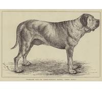 ARTXLXXBN Célèbre Imprimer Affiche Toile Photos D'Art Chiens célèbres Dr Forbes-winslow's Mastiff par Louis Wain Tableaux Posters Pour la Décoration de Bureau 60x90cm
