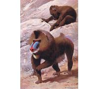 ARTXLXXBN Célèbre Peinture D'Art Murale Wall Art Peintures Mandrill Illustration FromWildlife of the World par Wilhelm Kuhnert Impression Peinture Huile Pour la Décoration Murale 60x90cm