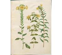 ARTXLXXBN Célèbre Tableaux Sur Toile Moderne Mur Art Oenothera Biennis Hypericum Hircinum par Hans Simon Holtzbecker Animaux Art Posters Pour la Décoration de la Chambre à Coucher 60x90cm