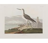 ARTXLXXBN De Célèbres Tableaux Affiches Imprimées Portrait Tableaux Illustration d'oiseaux d'Amérique par John Audubon Art Mural Classique Pour les Décorations pour la Maison 60x90cm