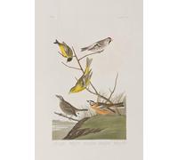 ARTXLXXBN De Célèbres Tableaux Art Mural Toile Impression Toile Illustration D'oiseaux d'Amérique par John Audubon Images Abstraites Pour la Décoration du Salon 60x90cm