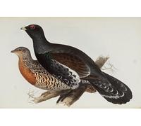 ARTXLXXBN De Célèbres Tableaux Tableaux Sur Toile Moderne Mur Art Coq le bois par Edward Leaars Animaux Art Posters Pour la Décoration de la Chambre à Coucher 60x90cm