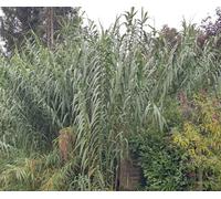 Arundo donax/Canne de Provence/Conteneur de 3 à 4 litres
