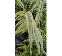 Arundo donax 'Ely' / Canne de Provence Naine/Godet