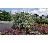 Arundo donax 'Variegata' / Canne de Provence panaché/Godet