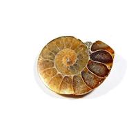 Arwacraft Sacré Maadhavah Sudarshan Shaligram de Kali Gandaki 1 Pcs-B09CMQ5FMRNAMZ