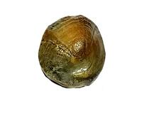 Arwacraft Vighnaharta Ganesh Très rare 5,50 carats Mach Mani (pierre de mer 1 g) avec certificat de laboratoire - B0BZF9HKMRNAMZ