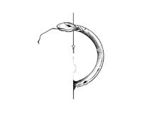 ARYU 6 PièCes Autocollants De Tatouage De Couleur Baleine Dessin Animé Hommes Et Femmes ImperméAble Petite Image Clavicule Autocollants De Tatouage 6 * 10.5 Cm B-12