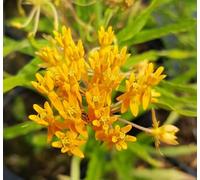 Asclepias tuberosa/Asclépiade tubéreuse/Conteneur de 1 à 1.9 litres/Vivace tubéreuse