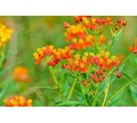 Asclepias tuberosa - Asclépiade tubéreuse, vivace