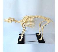 asdchZen Modèle De Squelette De Chien : Outil De Démonstration pour L’Enseignement De L’Anatomie Animale Et De La Biologie Humaine en Médecine Vétérinaire.