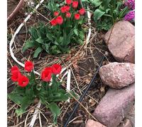 ASFASFq-BLUMAT 30405 Tuyau d'approvisionnement en Eau, 10 m, Noir