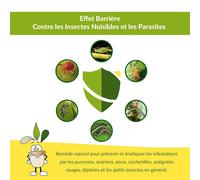 ASFASFq-Huile de Neem Pure pour Plantes (250ML) - Protection Naturelle du Jardin Contre Insectes et Parasites, Moustiques, Acariens, Cochenille, Arignée Rouge - Végétal écologique (250ML)