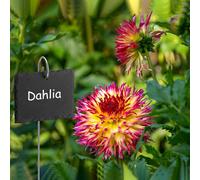 ASFASFq-Poeland Lot de 10 panneaux de plantation en ardoise - Résistant aux intempéries - Réutilisable - En ardoise - Avec tige en métal