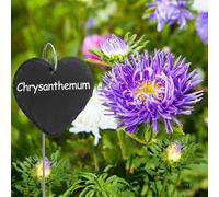 ASFASFq-Poeland Lot de 10 plaques en ardoise pour plantes, résistantes aux intempéries, réutilisables, avec tige en métal en forme de coeur