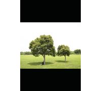 ASH Holistic Nutrition & lifestyle Alignment: The ASH Tree Doctrine for Edenic Living