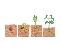 ASHATA Kit de Modèle de Croissance de Plantes de Haricots Verts, Jouets éducatifs Réalistes pour Enfants, Idéal pour la Station Scientifique à L'école, Idéal pour Le Matériel Préscolaire, Plastique