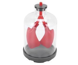 ASHATA Simulateur de Mouvement à Diaphragme, Modèle éducatif de Respiration Pulmonaire pour l'enseignement en e Sciences, ABS Léger Rouge 185x110mm