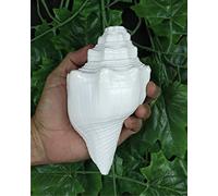 ASHIRWAD Soufflant Shankh Vamavarti Dattatreya - Coquille de conque - Ritual Puja - Shankhnaad (Shankh-11)