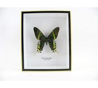 asiahouse24 Boîte en Bois avec de véritables Papillons géants et Exotiques dans Une vitrine 3D Cadre Photo en Bois - encadré - Taxidermy, 3D Holzbox, Day Flyging Moth