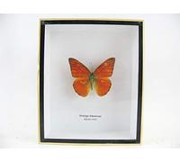 asiahouse24 Boîte en Bois avec de véritables Papillons géants et Exotiques dans Une vitrine 3D Cadre Photo en Bois - encadré - Taxidermy, 3D Holzbox, Orange Albatross