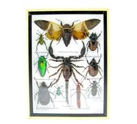 asiahouse24 Grand choix de véritables insectes damés comme décoration murale dans une vitrine. Pièces uniques. Nouveau. Fait à la main dans une qualité musée parfaite dans un cadre photo (A-S-16)