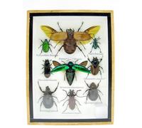 asiahouse24 Grand choix de véritables insectes soignés comme papier peint dans une vitrine. Pièces uniques. Nouveau. Fait à la main dans une qualité musée parfaite dans un cadre photo (A-S-04)