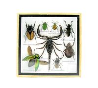 asiahouse24 Grand choix d'insectes préparés comme tableau mural dans une vitrine. Pièces uniques. Fabriqué à la main dans un cadre photo de qualité musée parfaite (4-A-M-53)