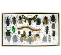 asiahouse24 Grand choix d'insectes préparés comme tableau mural dans une vitrine. Pièces uniques. Fabriqué à la main dans un cadre photo de qualité musée parfaite (8-A-L-32)