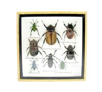 asiahouse24 Grand choix d'insectes préparés comme tableau mural dans une vitrine. Pièces uniques. Fabriqué à la main dans un cadre photo de qualité musée parfaite (2-A-L-31)