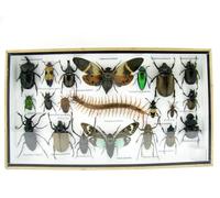 asiahouse24 Grand choix d'insectes préparés comme tableau mural dans une vitrine. Pièces uniques. Fabriqué à la main dans une qualité musée parfaite dans un cadre photo (2-A-M-62)