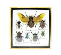 asiahouse24 Grand choix d'insectes préparés comme tableau mural dans une vitrine. Pièces uniques. Fabriqué à la main dans un cadre photo de qualité musée parfaite (A-M-59)