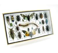 asiahouse24 Grand choix d'insectes préparés comme tableau mural dans une vitrine. Pièces uniques. Fabriqué à la main dans un cadre photo de qualité musée parfaite (3-A-L-13)