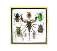 asiahouse24 Grand choix d'insectes préparés comme tableau mural dans une vitrine. Pièces uniques. Fabriqué à la main dans un cadre photo de qualité musée parfaite (8-A-M-03)