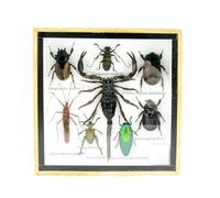 asiahouse24 Grand choix d'insectes préparés comme tableau mural dans une vitrine. Pièces uniques. Fabriqué à la main dans un cadre photo de qualité musée parfaite (4-A-L-47)