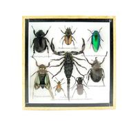 asiahouse24 Grand choix d'insectes préparés comme tableau mural dans une vitrine. Pièces uniques. Fabriqué à la main dans un cadre photo de qualité musée parfaite (4-A-XL-20)