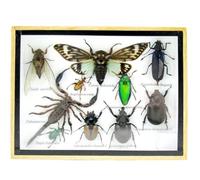 asiahouse24 Grand choix d'insectes préparés comme tableau mural dans une vitrine. Pièces uniques. Fabriqué à la main dans un cadre photo de qualité musée parfaite (6-A-L-57)