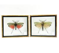 asiahouse24 Grand choix d'insectes préparés comme tableau mural dans une vitrine. Pièces uniques. Fabriqué à la main dans un cadre photo de qualité musée parfaite (6-A-L-09)