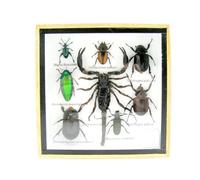 asiahouse24 Grand choix d'insectes préparés comme tableau mural dans une vitrine. Pièces uniques. Fabriqué à la main dans un cadre photo de qualité musée parfaite (2-A-L-66)