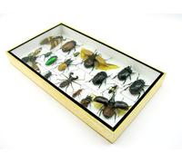 asiahouse24 Grand choix d'insectes préparés comme tableau mural dans une vitrine. Pièces uniques. Fabriqué à la main dans un cadre photo de qualité musée parfaite (8-A-M-56)