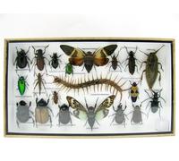 asiahouse24 Grand choix d'insectes préparés comme tableau mural dans une vitrine. Pièces uniques. Fabriqué à la main dans un cadre photo de qualité musée parfaite (6-A-S-34)