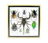 asiahouse24 Grand choix d'insectes préparés comme tableau mural dans une vitrine. Pièces uniques. Fabriqué à la main dans une qualité musée parfaite dans un cadre photo (4-A-M-42)