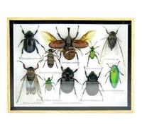 asiahouse24 Grand choix d'insectes préparés comme tableau mural dans une vitrine. Pièces uniques. Fabriqué à la main dans un cadre photo de qualité musée parfaite (3-A-S-47)