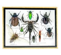 asiahouse24 Grand choix d'insectes préparés comme tableau mural dans une vitrine. Pièces uniques. Fabriqué à la main dans une qualité musée parfaite dans un cadre photo (5-A-M-32)