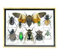 asiahouse24 Grand choix d'insectes préparés comme tableau mural dans une vitrine. Pièces uniques. Fabriqué à la main dans un cadre photo de qualité musée parfaite (A-M-09)