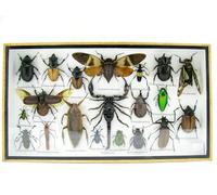 asiahouse24 Grand choix d'insectes préparés comme tableau mural dans une vitrine. Pièces uniques. Fabriqué à la main dans un cadre photo de qualité musée parfaite (3-A-S-24)