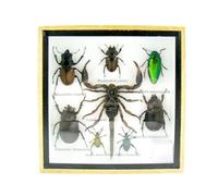 asiahouse24 Grand choix d'insectes préparés comme tableau mural dans une vitrine. Pièces uniques. Fabriqué à la main dans un cadre photo de qualité musée parfaite (3-A-S-43)