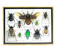 asiahouse24 Grand choix d'insectes préparés comme tableau mural dans une vitrine. Pièces uniques. Fabriqué à la main dans un cadre photo de qualité musée parfaite (A-M-07)