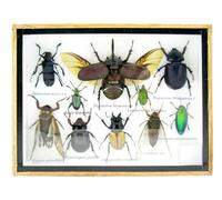 asiahouse24 Grand choix d'insectes préparés comme tableau mural dans une vitrine. Pièces uniques. Fabriqué à la main dans un cadre photo de qualité musée parfaite (4-A-S-51)